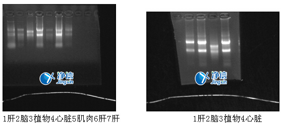 實驗結(jié)果